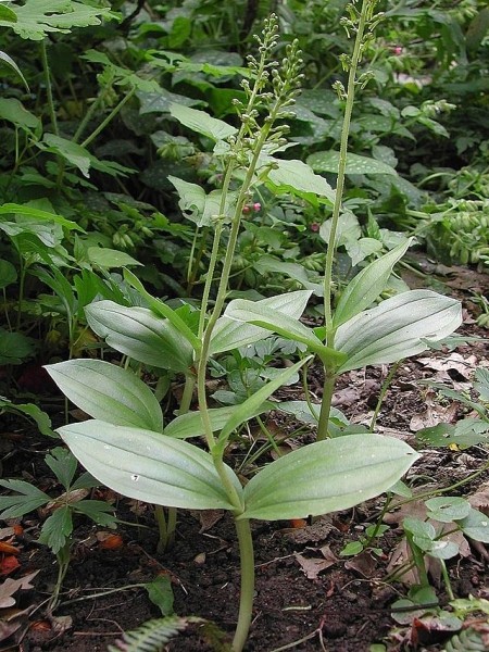 Pflanzenbild gross Grosses Zweiblatt - Listera ovata