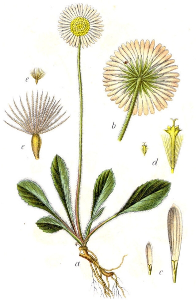 Pflanzenbild gross Alpenmasslieb - Aster bellidiastrum
