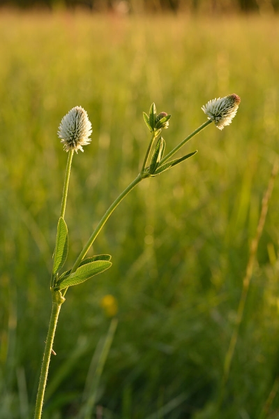Pflanzenbild gross Berg-Klee - Trifolium montanum