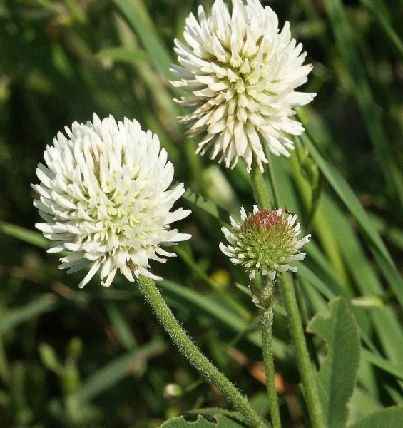 Pflanzenbild gross Berg-Klee - Trifolium montanum