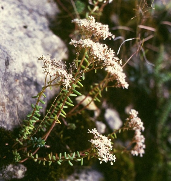 Pflanzenbild gross Weisser Mauerpfeffer - Sedum album