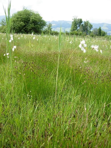 Pflanzenbild gross Rostrote Kopfbinse - Schoenus ferrugineus
