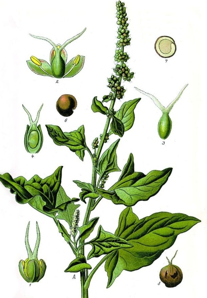 Pflanzenbild gross Guter Heinrich - Chenopodium bonus-henricus