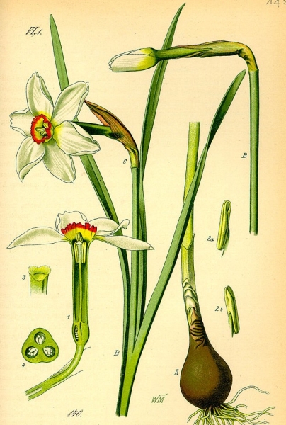 Pflanzenbild gross Weisse Narzisse - Narcissus poëticus aggr.