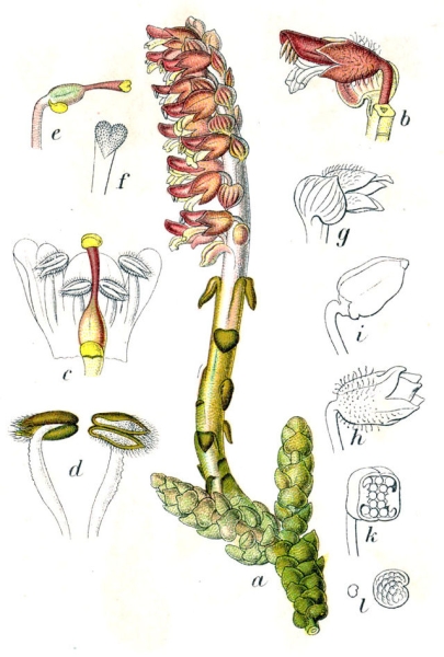 Pflanzenbild gross Schuppenwurz - Lathraea squamaria