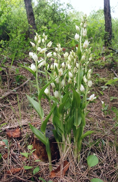 Pflanzenbild gross Weisses Waldvögelein - Cephalanthera damasonium
