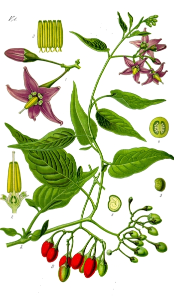 Pflanzenbild gross Bittersüsser Nachtschatten - Solanum dulcamara