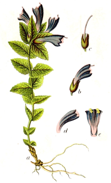 Pflanzenbild gross Alpenhelm - Bartsia alpina