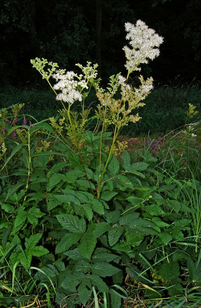 Pflanzenbild gross Moor-Geissbart - Filipendula ulmaria