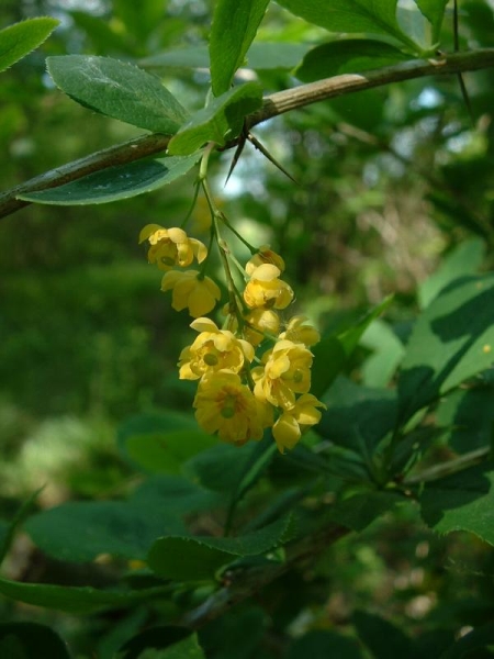 Pflanzenbild gross Gemeine Berberitze - Berberis vulgaris