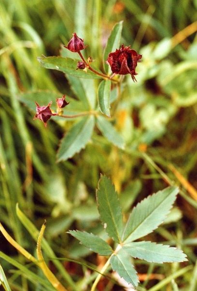Pflanzenbild gross Blutauge - Potentilla palustris