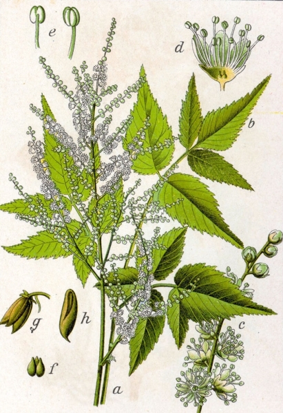 Pflanzenbild gross Wald-Geissbart - Aruncus dioicus