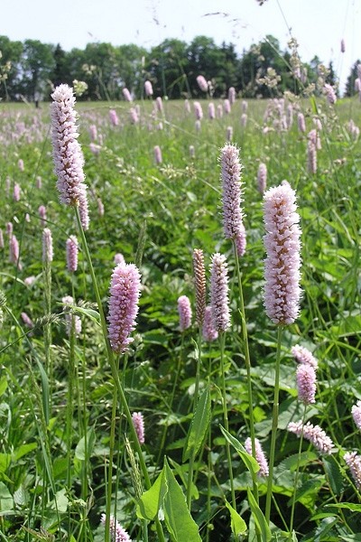 Pflanzenbild gross Schlangen-Knöterich - Polygonum bistorta