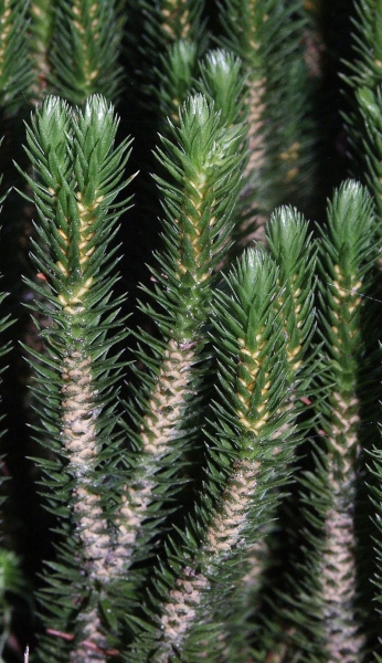 Pflanzenbild gross Tannenbärlapp - Huperzia selago