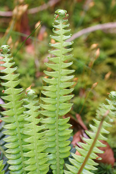 Pflanzenbild gross Rippenfarn - Blechnum spicant