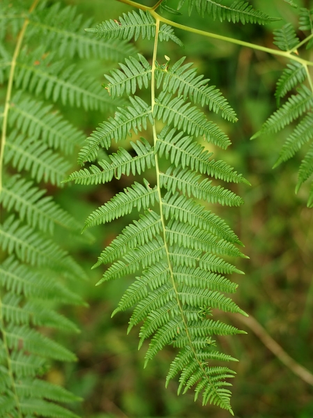 Pflanzenbild gross Adlerfarn - Pteridium aquilinum