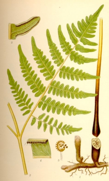 Pflanzenbild gross Adlerfarn - Pteridium aquilinum