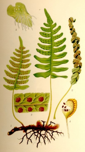 Pflanzenbild gross Gemeiner Tüpfelfarn - Polypodium vulgare