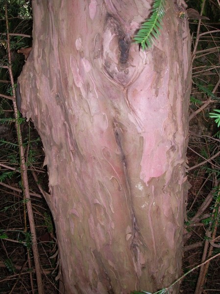 Pflanzenbild gross Eibe - Taxus baccata