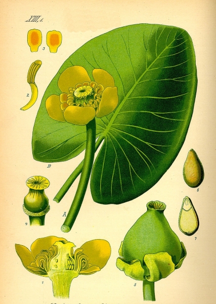 Pflanzenbild gross Grosse Teichrose - Nuphar lutea