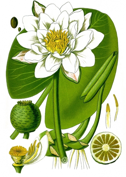 Pflanzenbild gross Weisse Seerose - Nymphaea alba