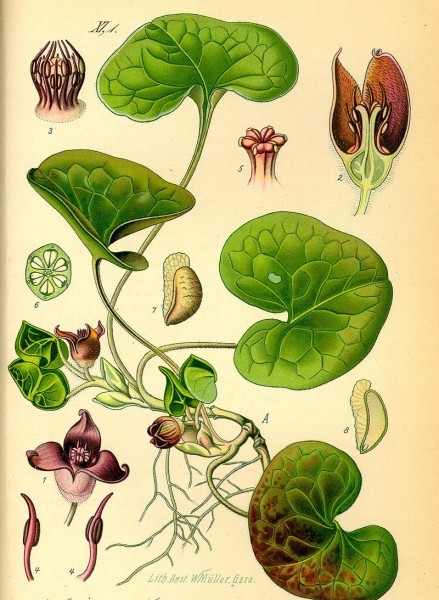 Pflanzenbild gross Europäische Haselwurz - Asarum europaeum