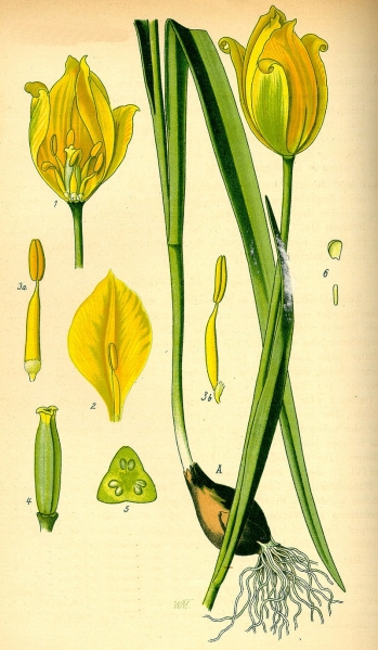 Pflanzenbild gross Weinberg-Tulpe - Tulipa sylvestris