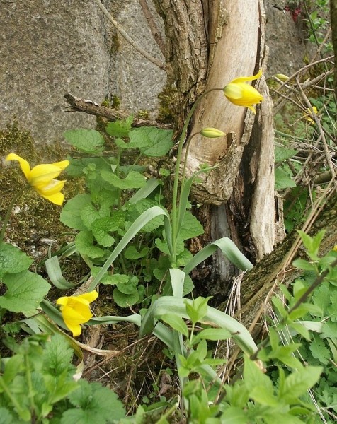 Pflanzenbild gross Weinberg-Tulpe - Tulipa sylvestris