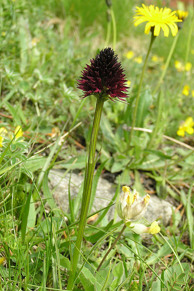 Pflanzenbild gross Schwarzes Männertreu - Nigritella rhellicani aggr.