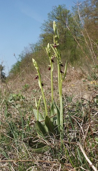 Pflanzenbild gross Fliegen-Ragwurz - Ophrys insectifera