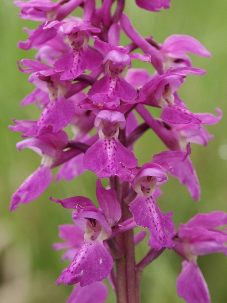 Pflanzenbild gross Männliches Knabenkraut - Orchis mascula