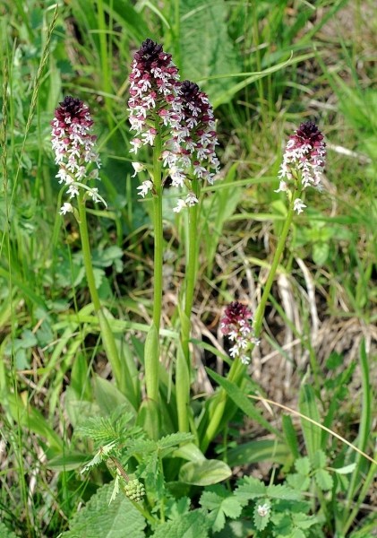 Pflanzenbild gross Schwärzliches Knabenkraut - Orchis ustulata