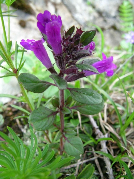 Pflanzenbild gross Alpen-Steinquendel - Acinos alpinus