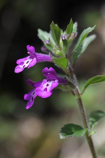 Pflanzenbild gross Alpen-Steinquendel - Acinos alpinus