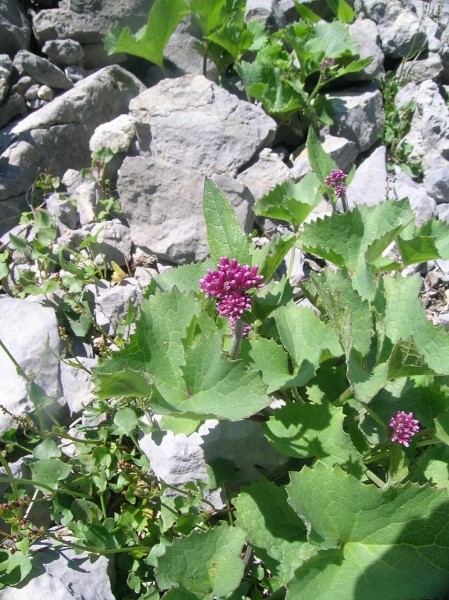 Pflanzenbild gross Kahler Alpendost - Adenostyles alpina