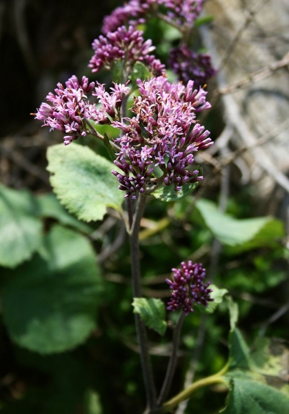 Pflanzenbild gross Kahler Alpendost - Adenostyles alpina