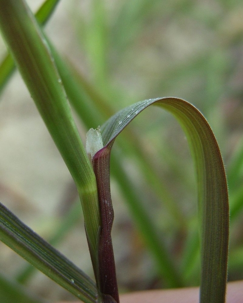 Pflanzenbild gross Kriechendes Straussgras - Agrostis stolonifera