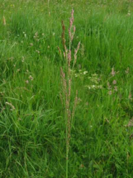 Pflanzenbild gross Kriechendes Straussgras - Agrostis stolonifera