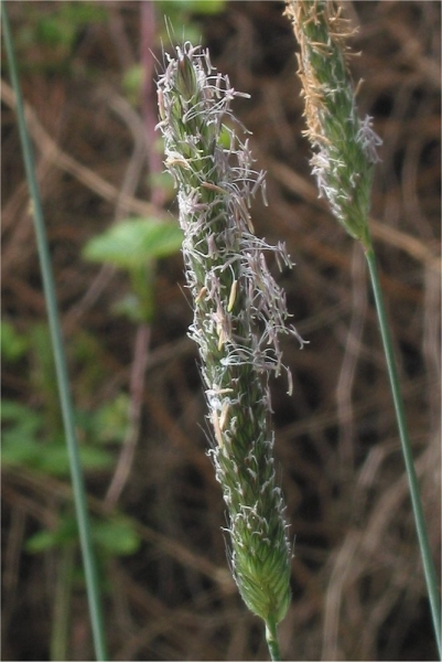 Pflanzenbild gross Wiesen-Fuchsschwanz - Alopecurus pratensis