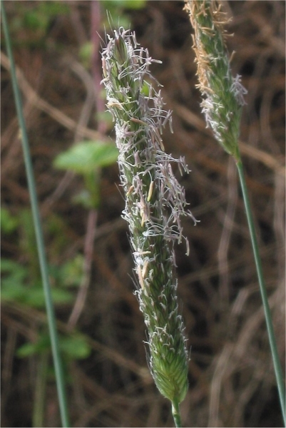 Pflanzenbild gross Wiesen-Fuchsschwanz - Alopecurus pratensis