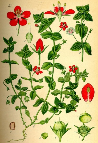Pflanzenbild gross Acker-Gauchheil - Anagallis arvensis