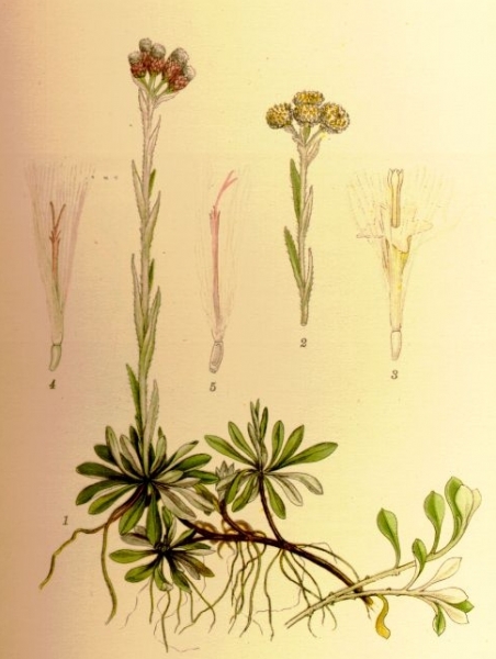 Pflanzenbild gross Gemeines Katzenpfötchen - Antennaria dioica
