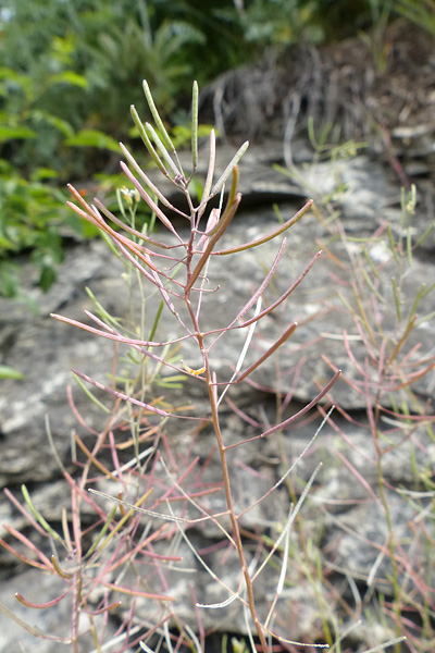 Pflanzenbild gross Schotenkresse - Arabidopsis thaliana