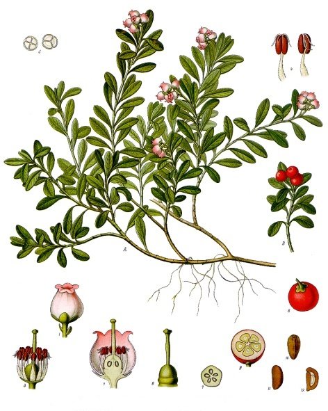 Pflanzenbild gross Immergrüne Bärentraube - Arctostaphylos uva-ursi