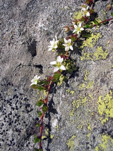 Pflanzenbild gross Zweiblütiges Sandkraut - Arenaria biflora