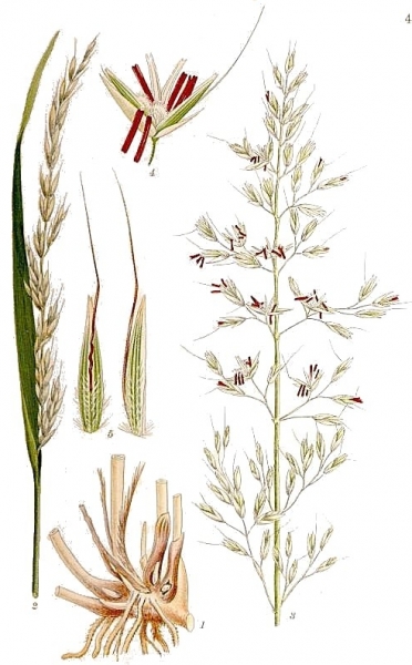 Pflanzenbild gross Französisches Raygras - Arrhenatherum elatius