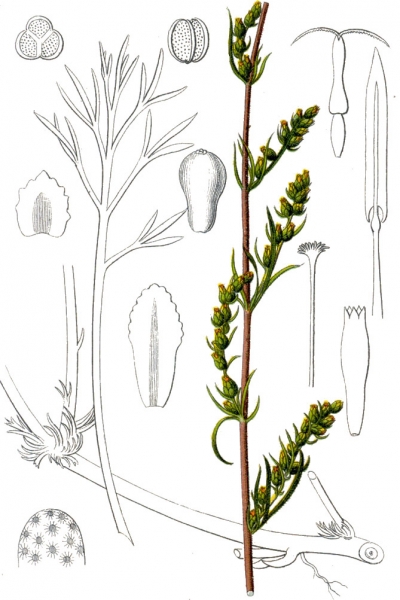 Pflanzenbild gross Feld-Beifuss - Artemisia campestris