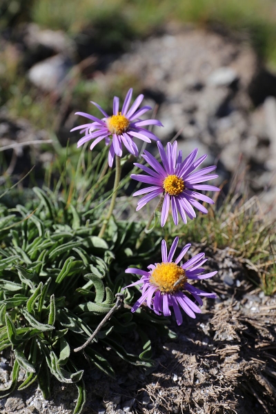 Pflanzenbild gross Alpen-Aster - Aster alpinus