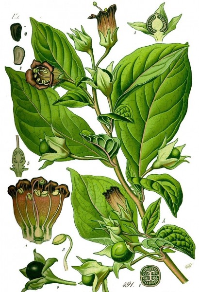 Pflanzenbild gross Tollkirsche - Atropa bella-donna