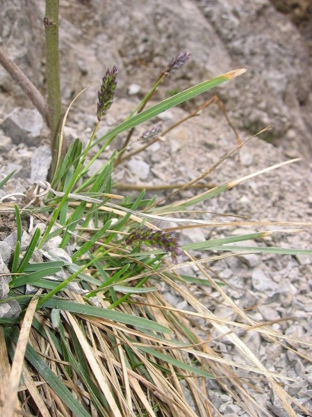 Pflanzenbild gross Kalk-Blaugras - Sesleria caerulea